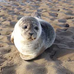 Bay Seal at Island House, Holy Island of Lindisfarne